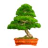 Black Pine