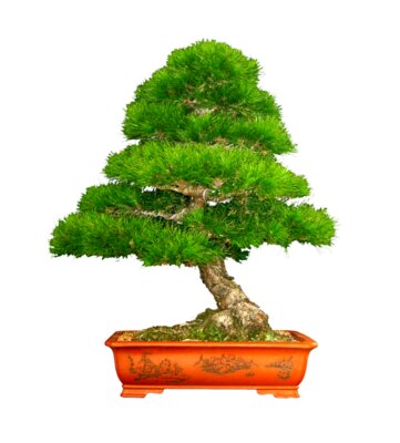 Black Pine - BonsaiSouth.com.au