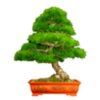 Bonsai Trees